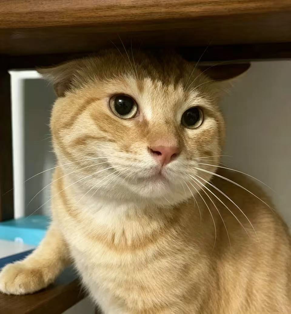 万尹鸣选用的猫咪头像